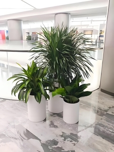 宁波余姚植物租赁哪家好